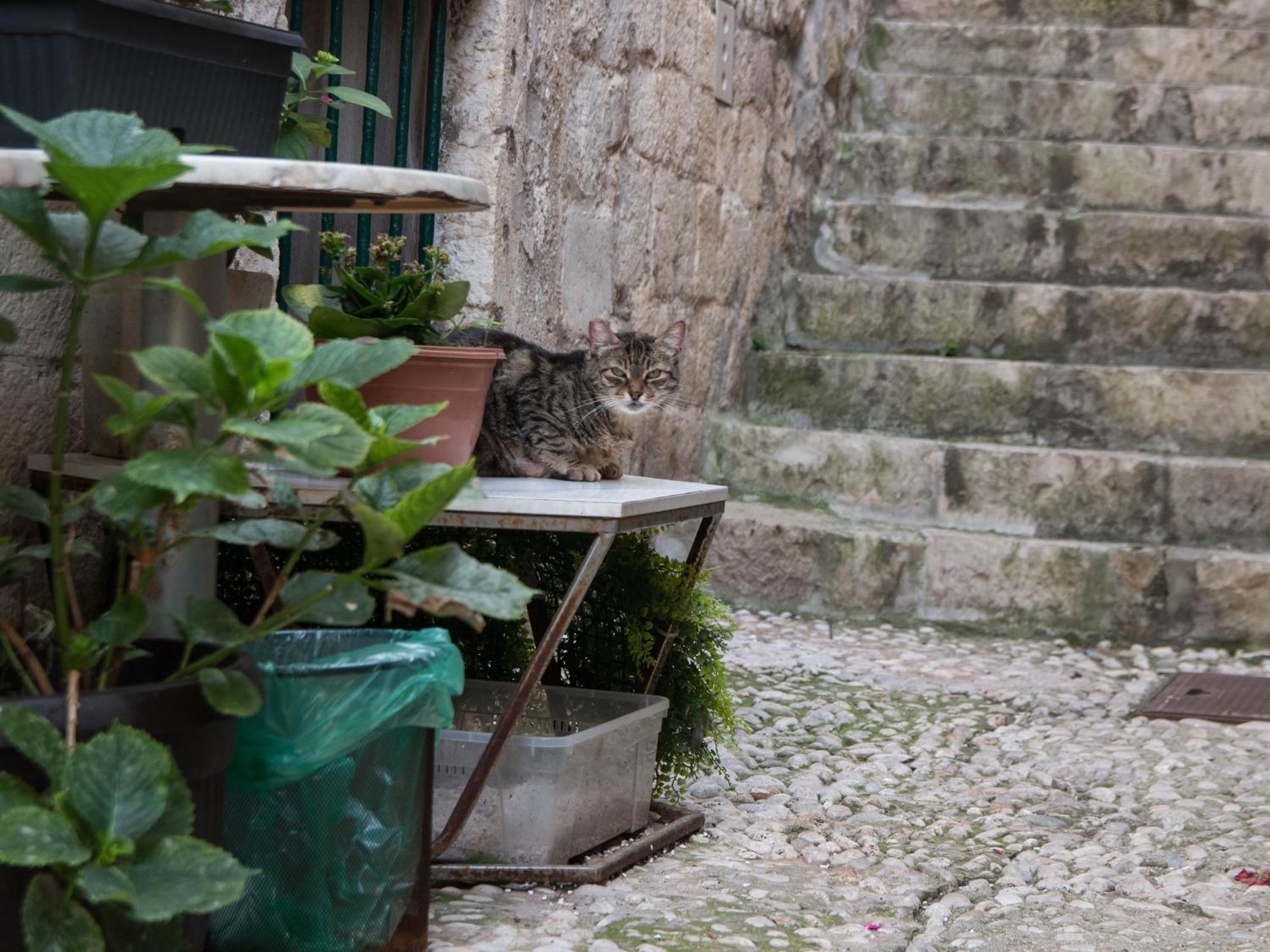 Appartement Belissima Ella à Dubrovnik Extérieur photo
